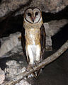 Sulawesi masked owl