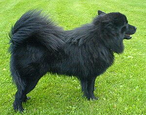 Schwedischer Lapphund