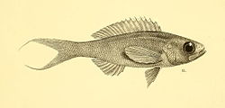 Riutta-ahven (Symphysanodon typus)