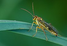 Tenthredopsis sordida