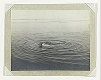 Toulouse-Lautrec během plavání v Arcachonu, 1896