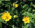 シナノキンバイ Trollius japonicus