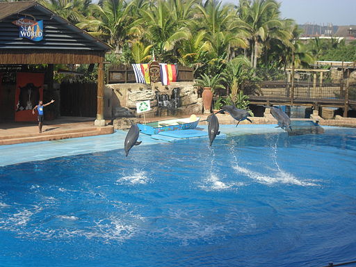UShaka Marine World dolphins