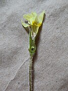 A yellow, tubular, dissected flower with a white powder visible around the anthers and a brown mass in the ovary.