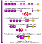 V(D)J-рекомбинация 9 июля 2020