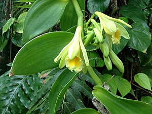 바닐라(Vanilla planifolia)