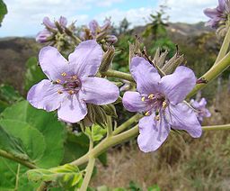 Wigandia blommor i San Isidro