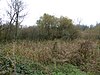 Woolhampton Reed Bed