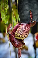 tropical pitcher plants Genus Nepenthes in thailand