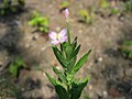 アカバナ （アカバナ科） Epilobium pyrricholophum