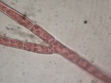 Rhodothamniella