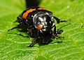 Nicrophorus vespilloides