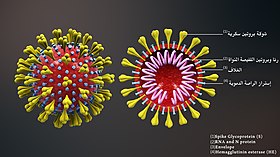 توضيحٌ مقطعي لفريون الفيروس ومكوناته الداخلية