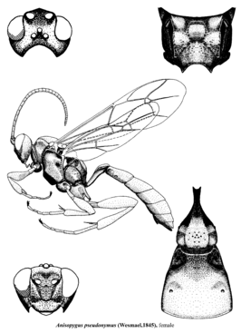 Anisopygus pseudonymus