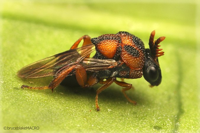 Aperilampus sp., male