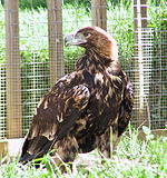 Àguila imperial ibèrica