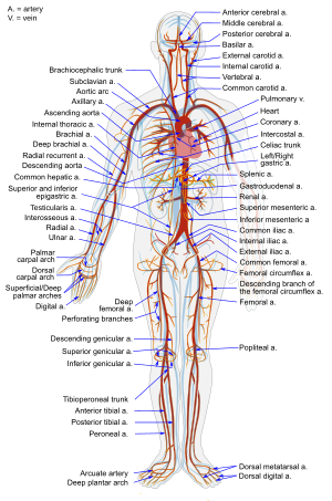 English: simplified diagram of the human Arter...