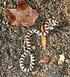 Eastern milk snake