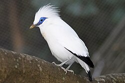 Bali starling hkg.jpg