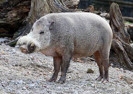 Sanglier à barbe (Sus barbatus).