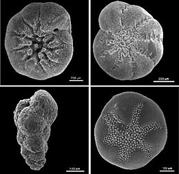 260px Benthic foraminifera