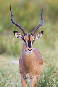 Impala à face noire (Aepyceros melampus petersi), sous-espèce du Sud-Ouest africain inscrite sur la liste rouge de l'UICN. (définition réelle 2 073 × 3 110)