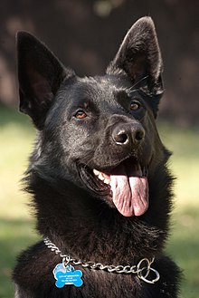 A large black dog wearing a collar with two dog tags