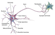 Diagram of the components of a neuron Blausen 0657 MultipolarNeuron.png