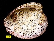 Sponge borings (Entobia) and encrusters on a modern bivalve shell, North Carolina.