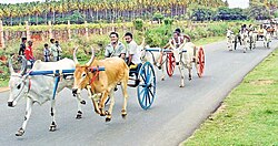 Bullock Cart Race