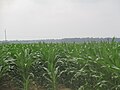 Beginning corn crop (2013) surrounds both sides of the Louisiana State Cotton Museum in Lake Providence