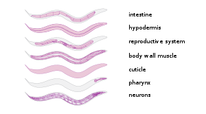 Tissues of an adult C. elegans C elegans tissues.svg