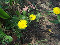 Miniatura para Calendula suffruticosa