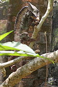 Wrattenkameleon (Furcifer verrucosus)