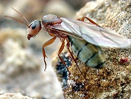 Camponotus crispulus