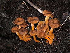 Gelsvoji voveraitė (Cantherellus lutescens)