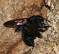 Xylocopa sonorina treballant