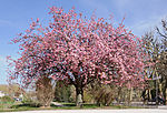 Vignette pour Prunus serrulata