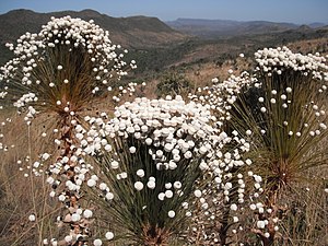 Paepalanthus chiquitensis