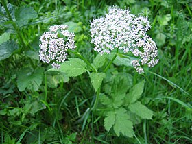 Chaerophyllum hirsutum