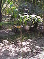 Bergpalme (Chamaedorea sp.)