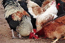 Chickens eating cereal-rich feed Chickens feeding.jpg