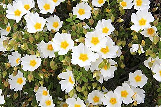 Άσπρη λαδανιά (Cistus salviifolius) σε πλήρη άνθηση.