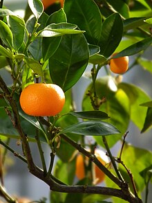 Citrus reticulata Апрель 2013 г. Nordbaden.JPG