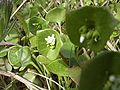 Claytonia perfoliata