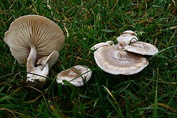 Clitocybe rivulosa 20081116w. 
 JPG