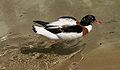 Common Shelduck