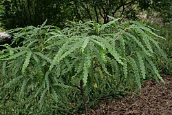 Tuoksumyrtti (Comptonia peregrina)