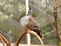 Crested Pigeon at Paignton Zoo.jpg