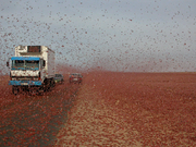 سرب من الجراد الأحمر يغزو المناطق الصحراوية جنوب المغرب (نوفمبر 2004، أرشيف كومنز)